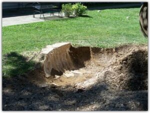 Newtonville Stump Removal Services
