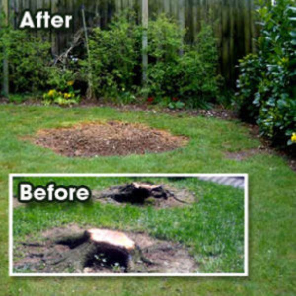 Tree Stump grinding contractor Courtice
Stump grinding contractor  Bowmanville
Stump grinding contractor  Clarington 
Stump grinding contractor  Orono
Stump grinding contractor  Newcastle
Stump grinding contractor  Newtonville
Stump grinding contractor  Port Hope
Stump grinding contractor  Cobourg
Stump grinding contractor  Northumbe; 